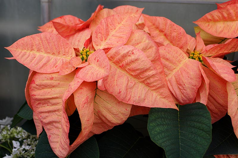 35 oblíbených kultivarů poinsettie pro váš domov