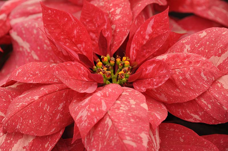 35 oblíbených kultivarů poinsettie pro váš domov