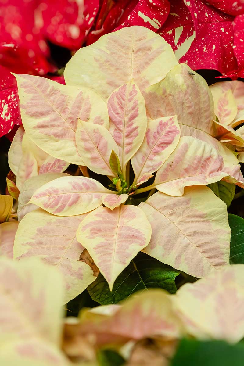 35 oblíbených kultivarů poinsettie pro váš domov