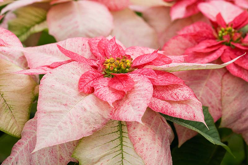 35 oblíbených kultivarů poinsettie pro váš domov