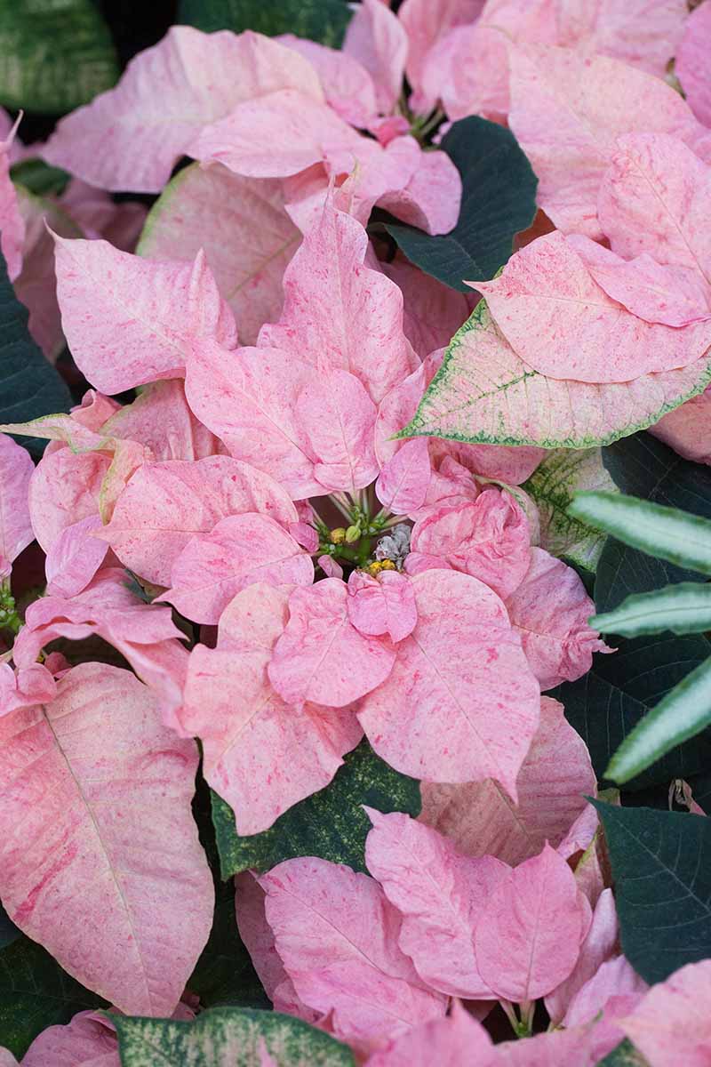 35 oblíbených kultivarů poinsettie pro váš domov