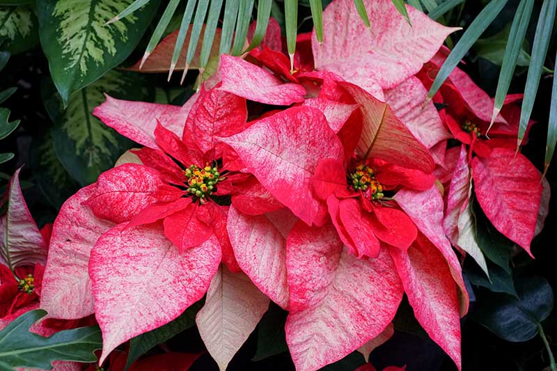35 oblíbených kultivarů poinsettie pro váš domov