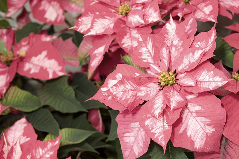 35 oblíbených kultivarů poinsettie pro váš domov