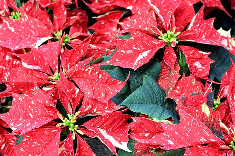 35 oblíbených kultivarů poinsettie pro váš domov