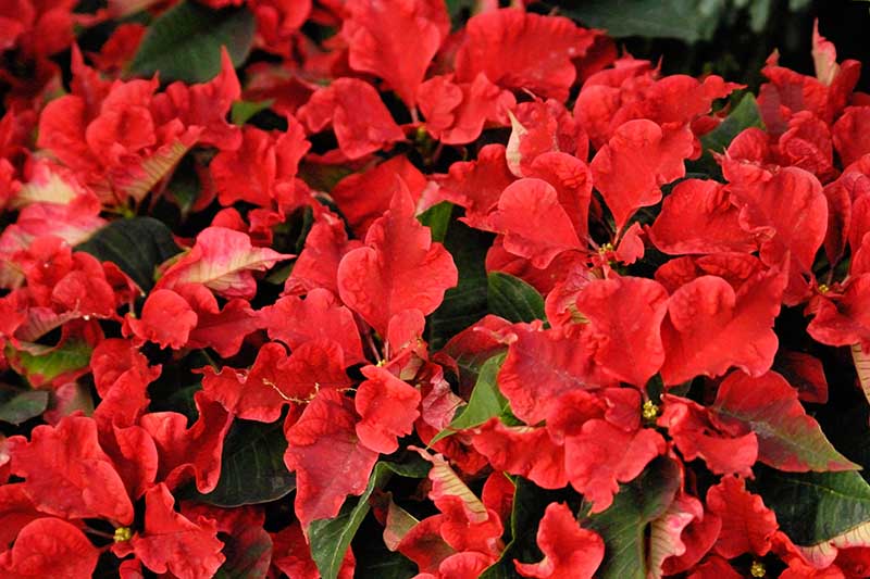 35 oblíbených kultivarů poinsettie pro váš domov