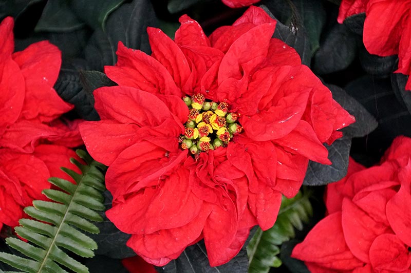 35 oblíbených kultivarů poinsettie pro váš domov