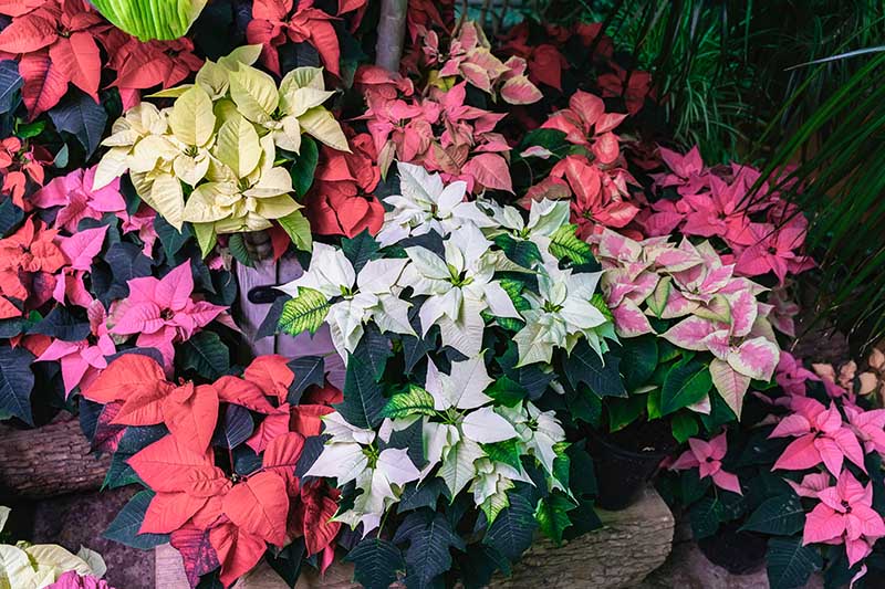 35 oblíbených kultivarů poinsettie pro váš domov
