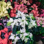 35 oblíbených kultivarů poinsettie pro váš domov