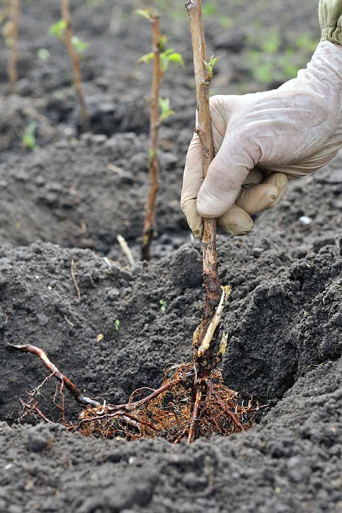 Jak pěstovat maliny: Vychutnejte si bobule po mnoho let