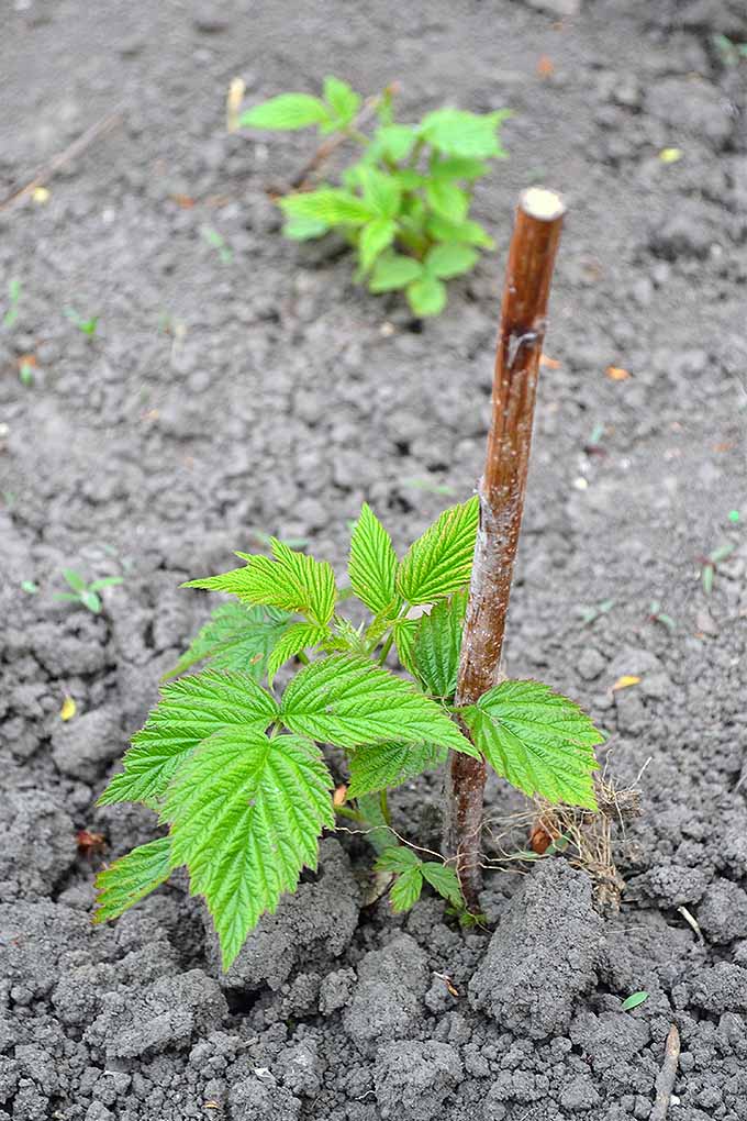 Jak pěstovat maliny: Vychutnejte si bobule po mnoho let
