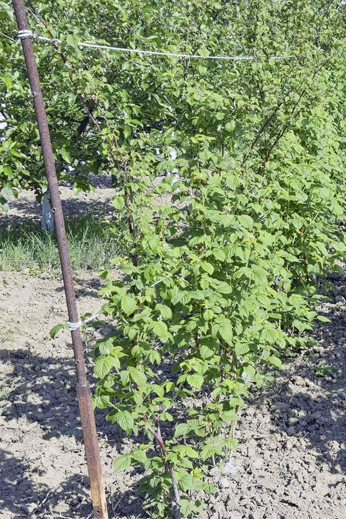Jak pěstovat maliny: Vychutnejte si bobule po mnoho let