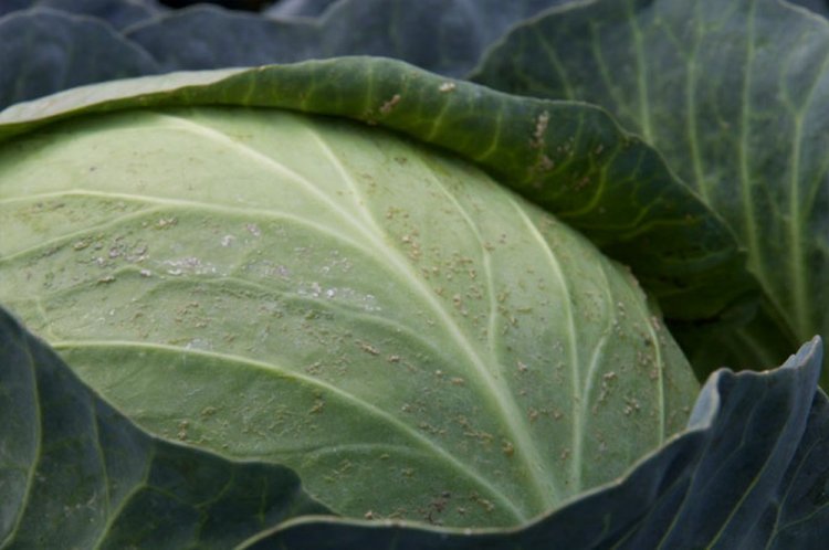 Thrips
