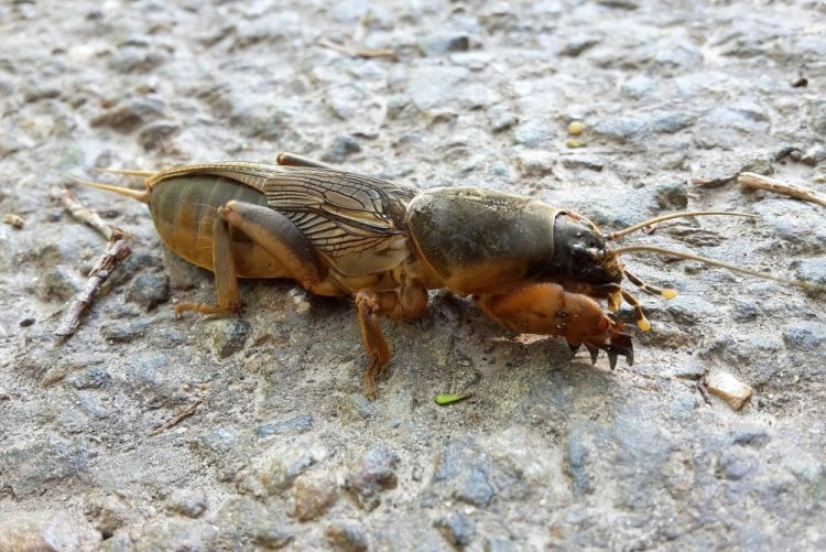 Medvědi