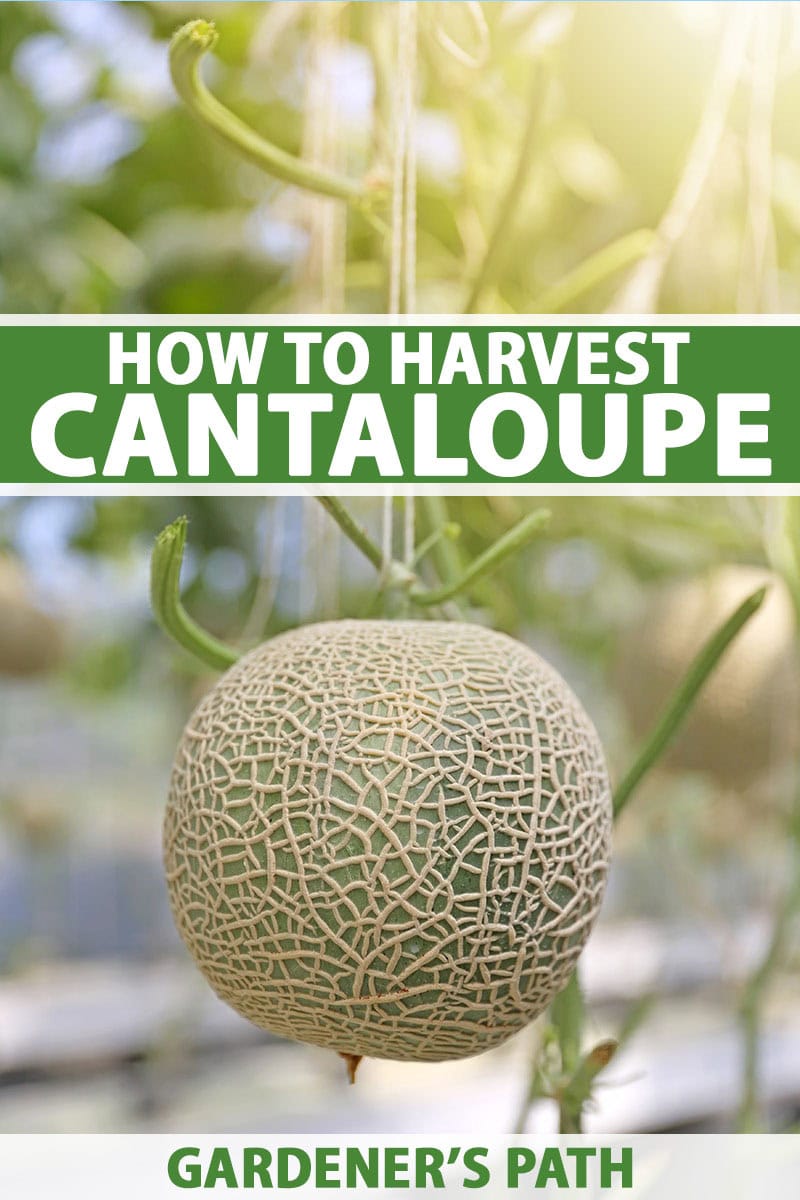 Kdy a jak sklízet Cantaloupe, nejsladší zahradní cukroví