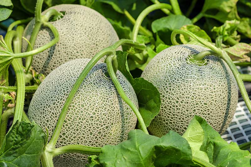 Kdy a jak sklízet Cantaloupe, nejsladší zahradní cukroví