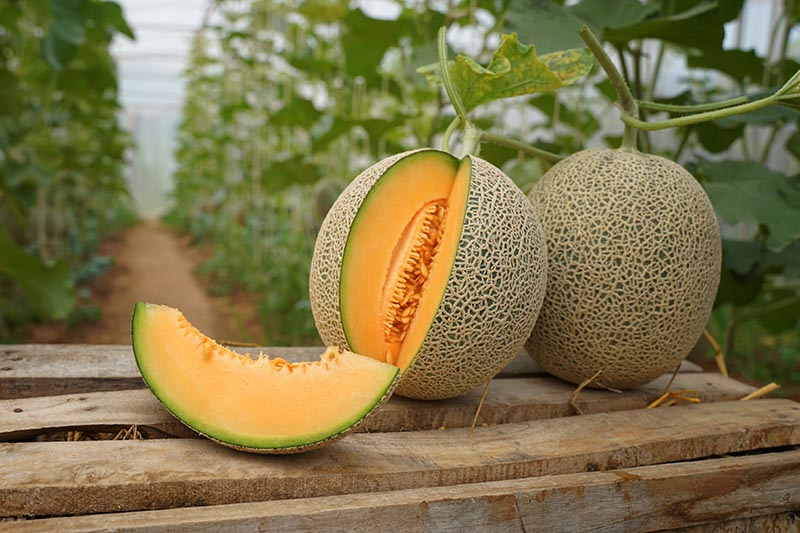 Kdy a jak sklízet Cantaloupe, nejsladší zahradní cukroví