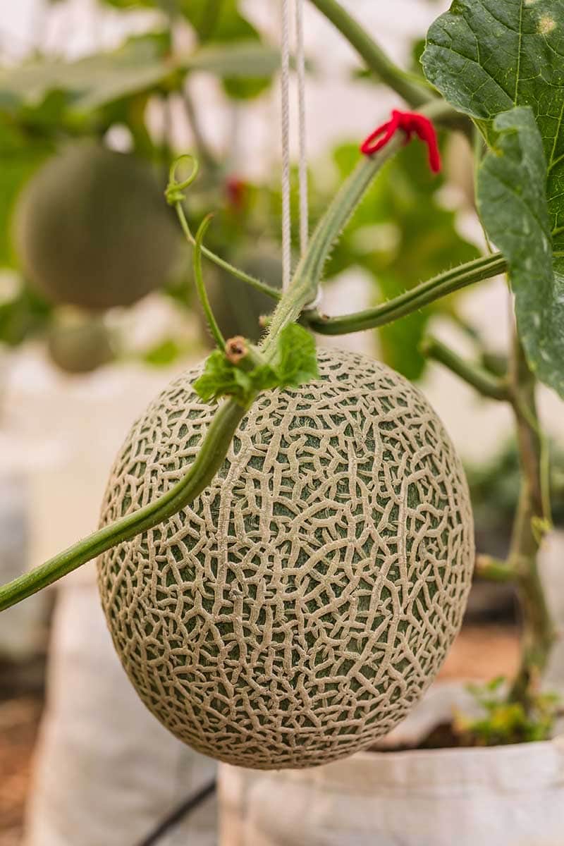 Kdy a jak sklízet Cantaloupe, nejsladší zahradní cukroví