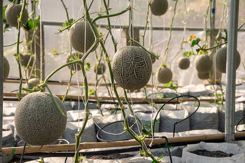 Kdy a jak sklízet Cantaloupe, nejsladší zahradní cukroví