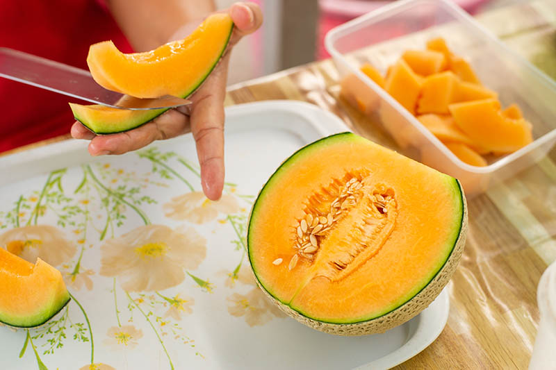 Kdy a jak sklízet Cantaloupe, nejsladší zahradní cukroví