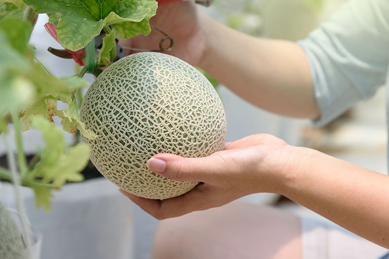 Kdy a jak sklízet Cantaloupe, nejsladší zahradní cukroví