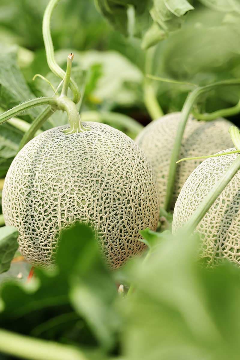 Kdy a jak sklízet Cantaloupe, nejsladší zahradní cukroví