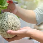 Kdy a jak sklízet Cantaloupe, nejsladší zahradní cukroví