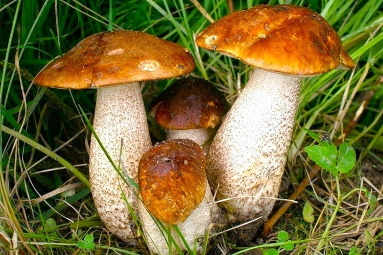 Podberezovky