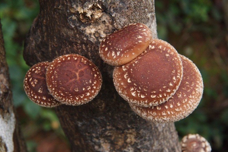 Shiitake