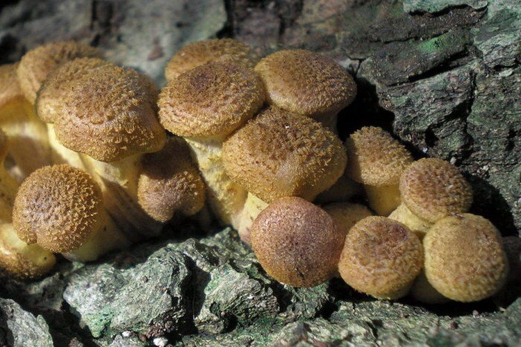Hřib tlustonohý