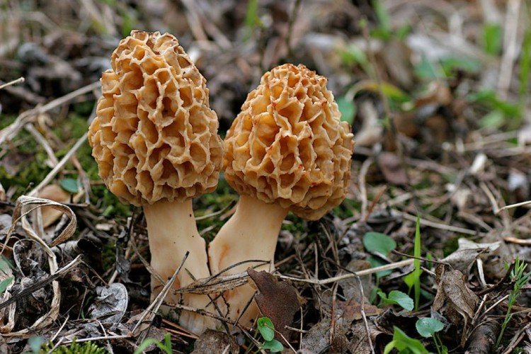 Morel