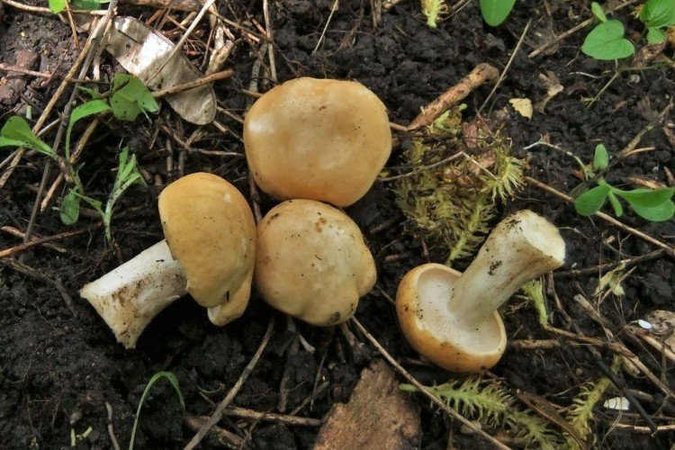 Hřib svatojánský