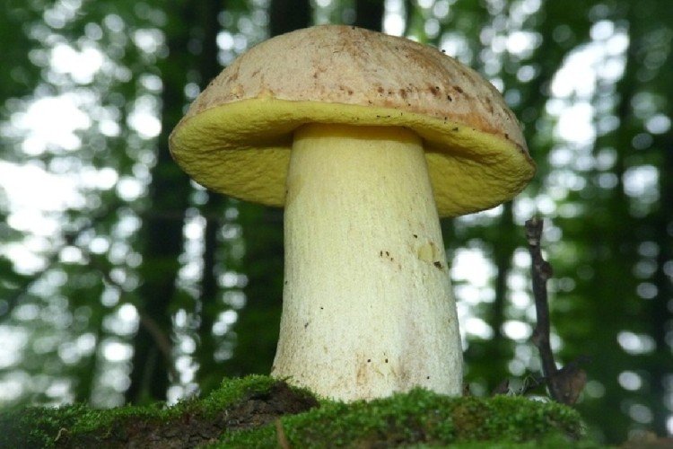 Vepřovec žlutý