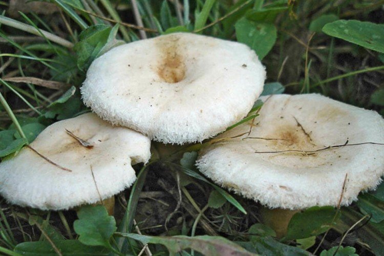 Veverka