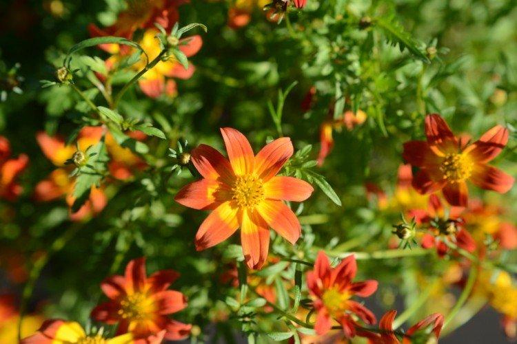 Bidens - foto