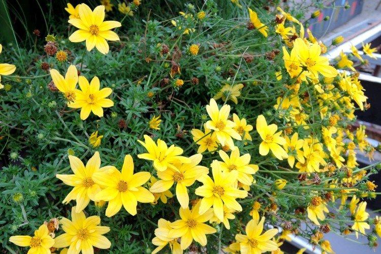 Bidens - foto