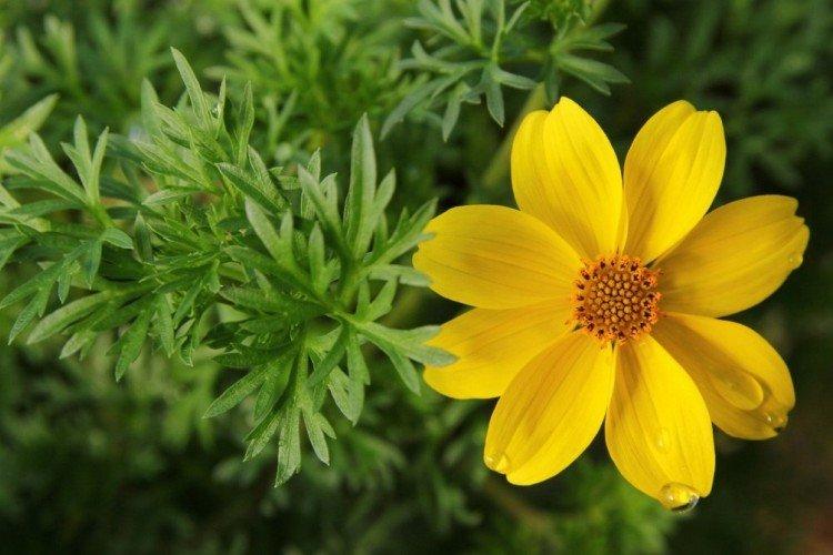 Bidens - foto