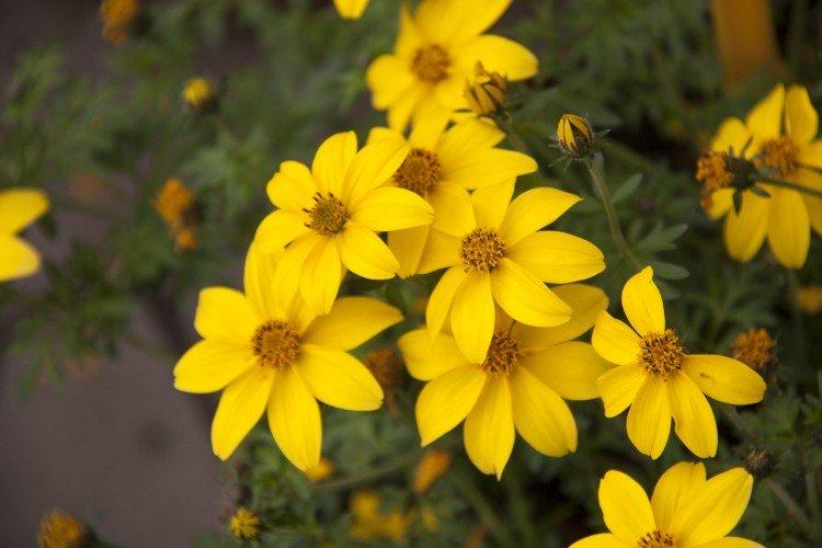 Bidens - foto