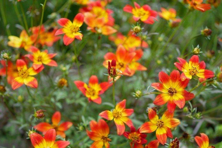 Bidens - foto