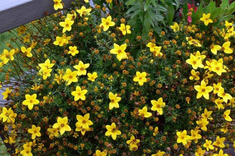 Bidens - foto