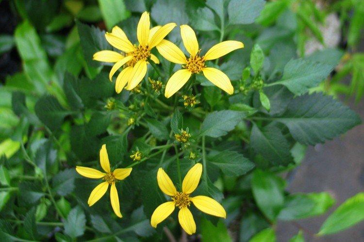 Bidens - foto
