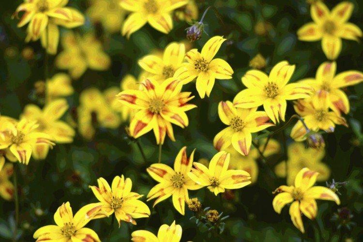 Bidens Red Stripe