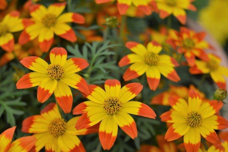 Bidens - foto