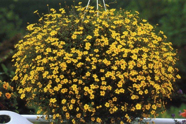 Bidens Golden Ball