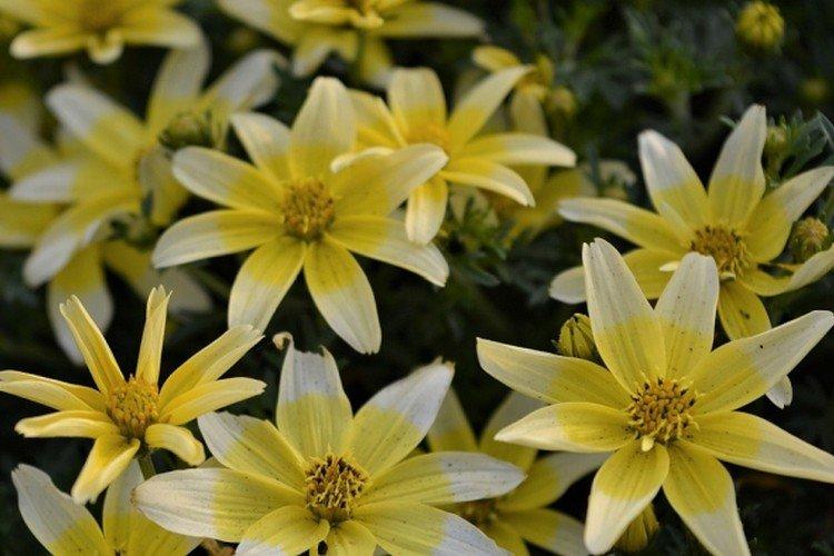 Bidens Taka Tuka Tuca