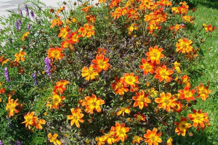 Bidens - foto