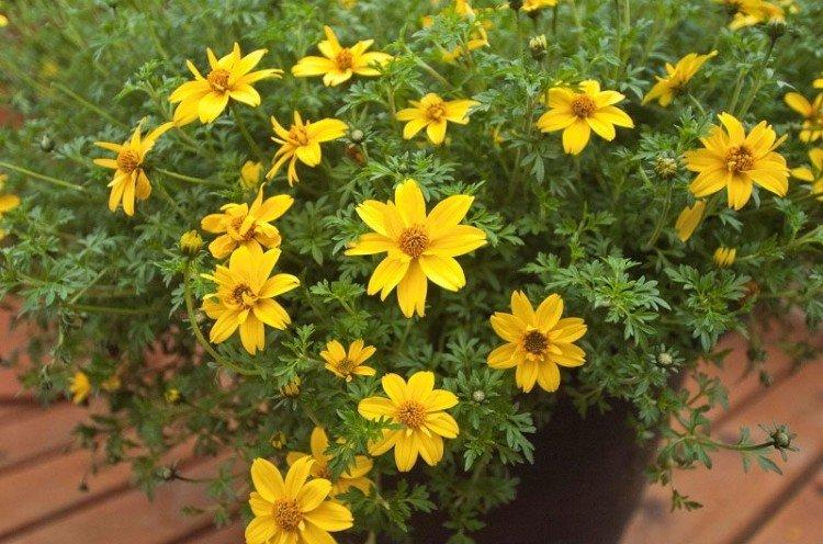 Bidens - foto