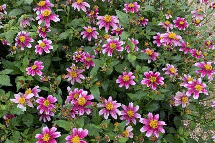 Bidens - foto