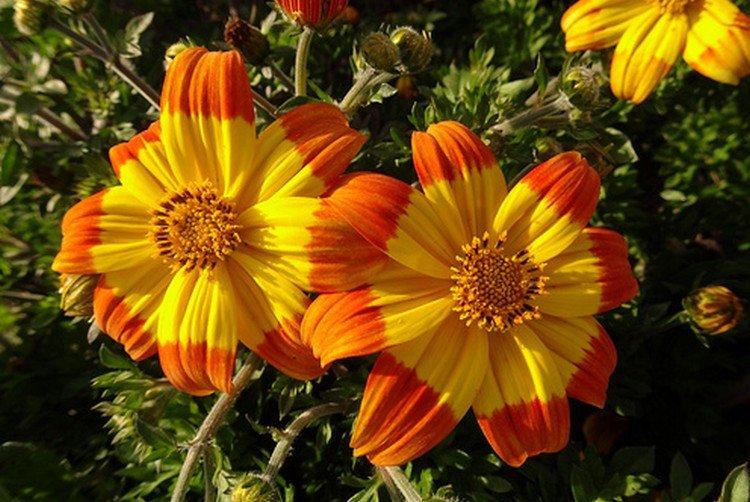 Bidens - foto