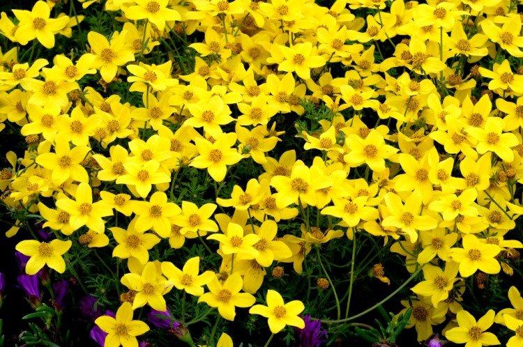 Bidens - foto
