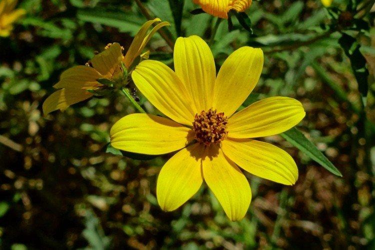 Bidens - foto